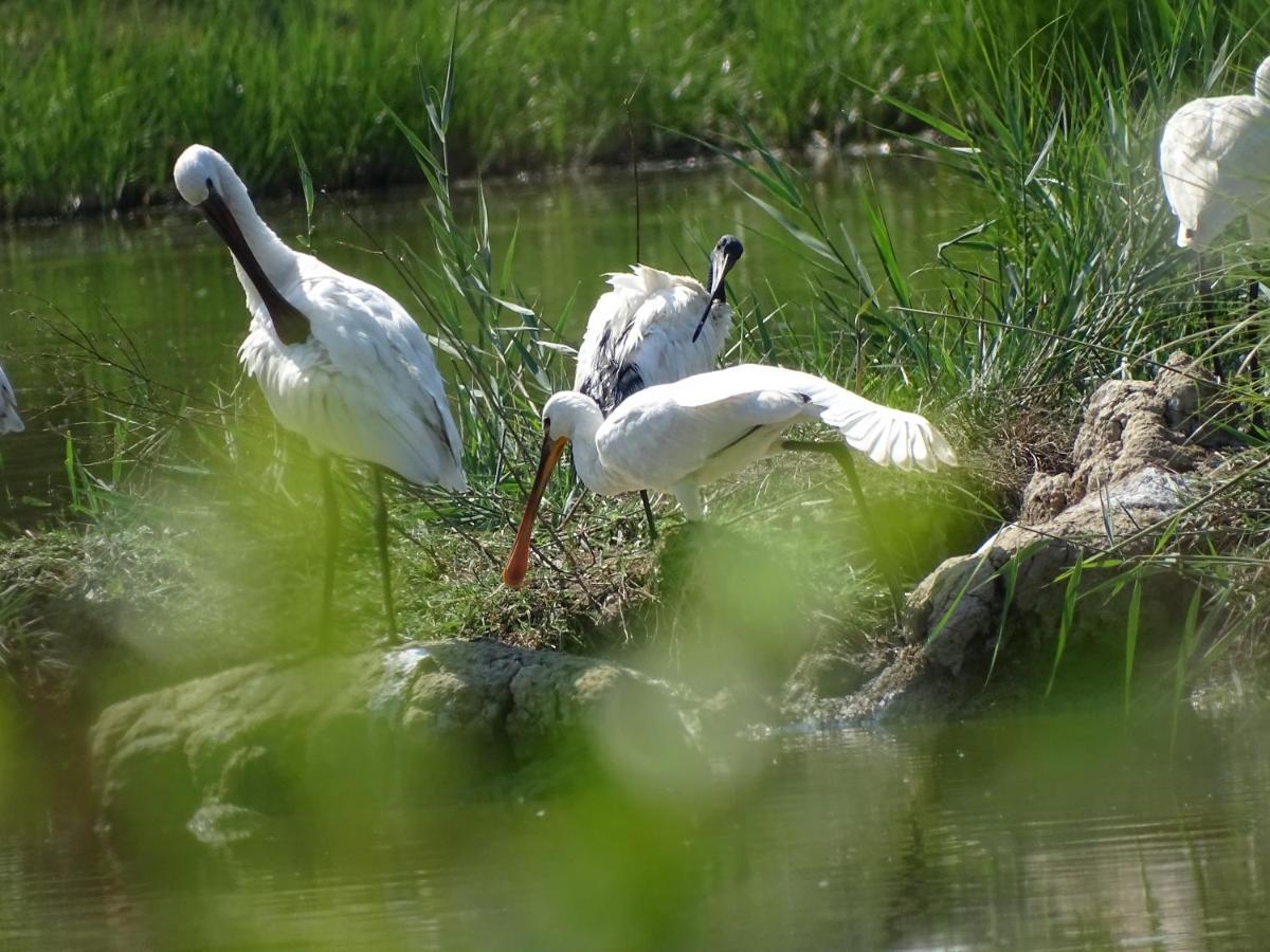 Agriturismo Venice Photobirding تيسّيرا المظهر الخارجي الصورة